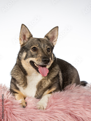 Swedish Vallhund dog portrait, image taken in a studio with white background. photo