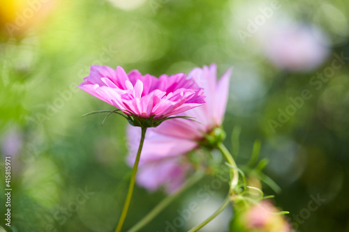 summer flowers in the garden