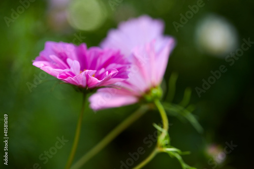 summer flowers in the garden