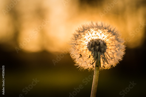 Flowering dandelion  with seeds  illuminated by the sun. 