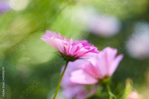 Fototapeta Naklejka Na Ścianę i Meble -  summer flowers in the garden