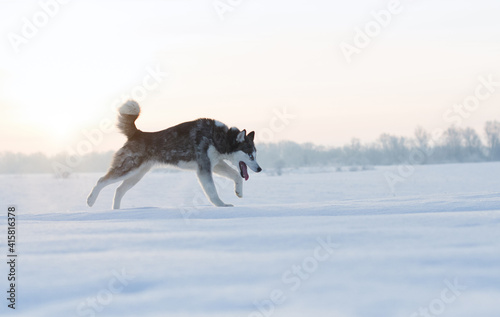 husky dog walking