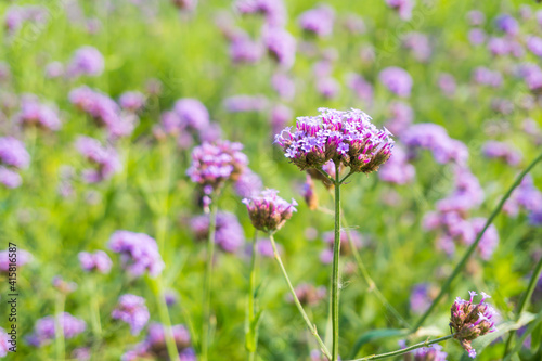 Verbena Bonariensis is a purple flower  The meaning of this flower is the happiness of everyone in the family.