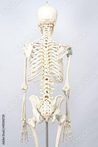 Menschliches Skelett