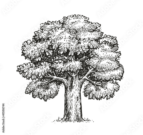 Oak sketch. Isolated vintage vector tree on white background