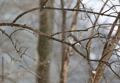 Tufted Titmouse bird sitting on branch during snow storm