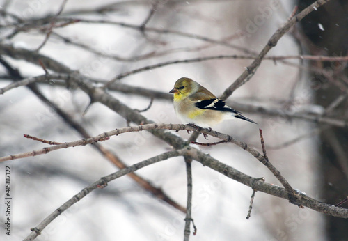 Yellow bird sitting on branch in grey winter landscape © Kaloa