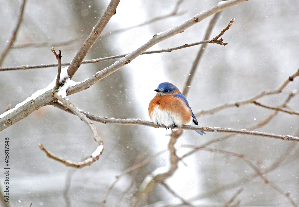 Eastern Bluebird sitting on branch in snow storm Eastern Bluebird sitting on branch in snow storm