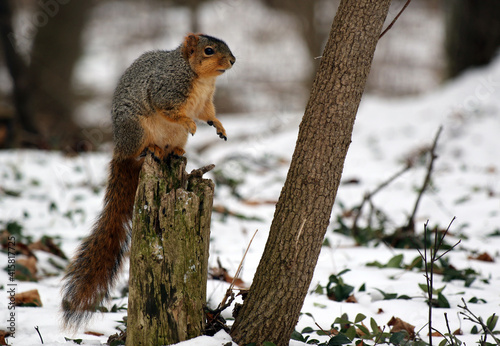 Squirrel sitting up on tree stump in winter landscape