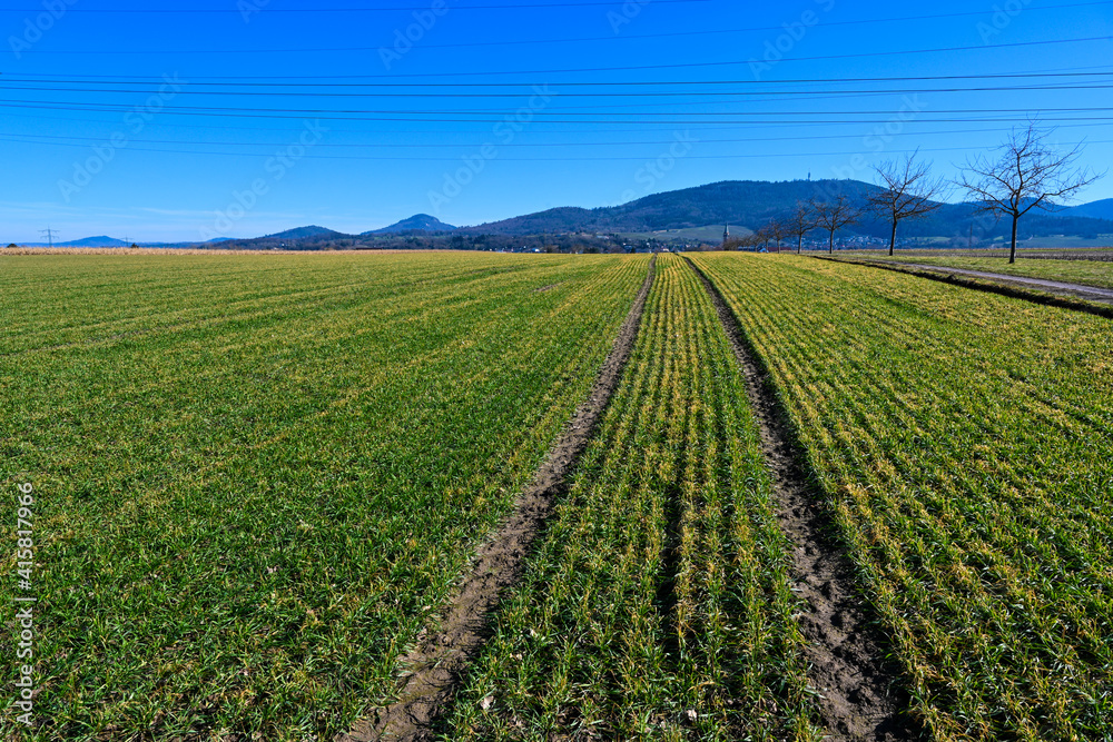 Field with freshly sowed winter wheat in Baden Wuerttemberg, Germany, Europe