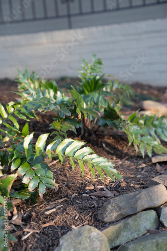 green plant in the garden