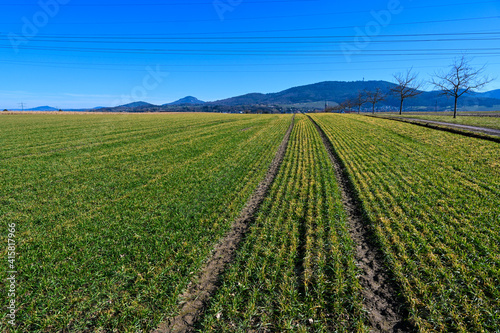 Field with freshly sowed winter wheat in Baden Wuerttemberg  Germany  Europe