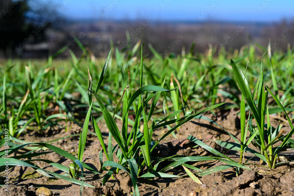 Close up from a freshly sowed winter wheat in Baden Wuerttemberg, Germany, Europe Close up from a freshly sowed winter wheat in Baden Wuerttemberg, Germany, Europe