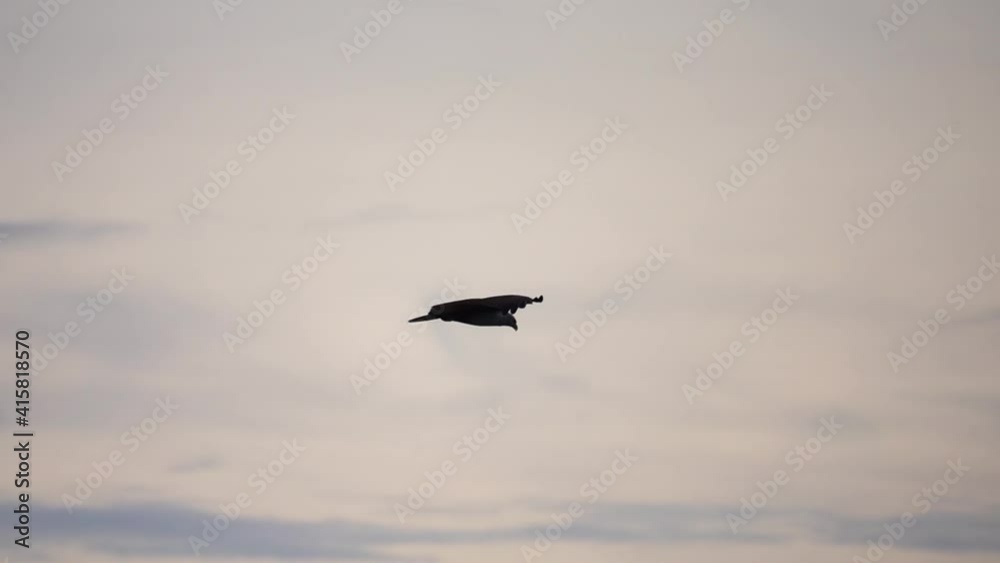 Bird of prey in flight at golden twilight time.
Brahminy kite eagle with spreading red wings flying and soaring over big lake looking for prey ,hd slow motion low angle view.
Bird of prey in flight at golden twilight time.
Brahminy kite eagle with spreading red wings flying and soaring over big lake looking for prey ,hd slow motion low angle view.