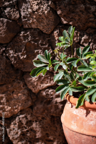 plant pot with rock back wall red tones
