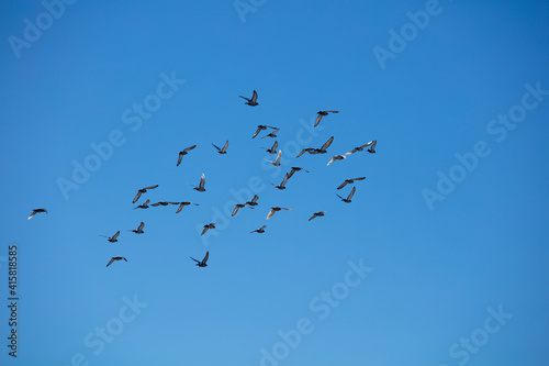 group of birds flying, blue sky