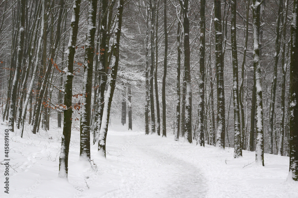 Fantasy winter forest with a path through the forest with a lot of snow and beech trees Fantasy winter forest with a path through the forest with a lot of snow and beech trees