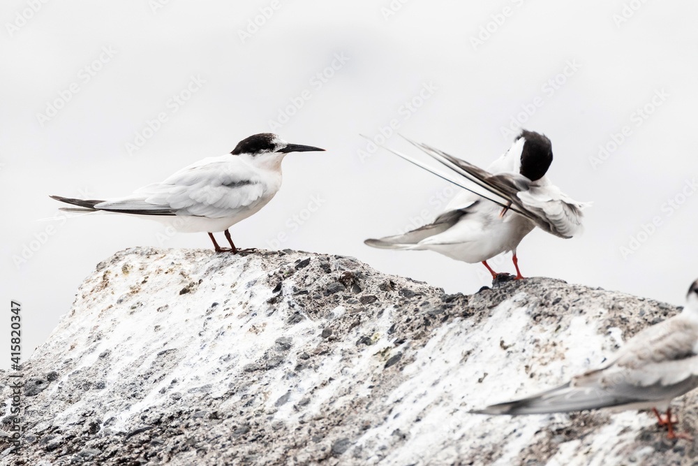 Dougalls Stern, Roseate Tern, Sterna dougallii Dougalls Stern, Roseate Tern, Sterna dougallii