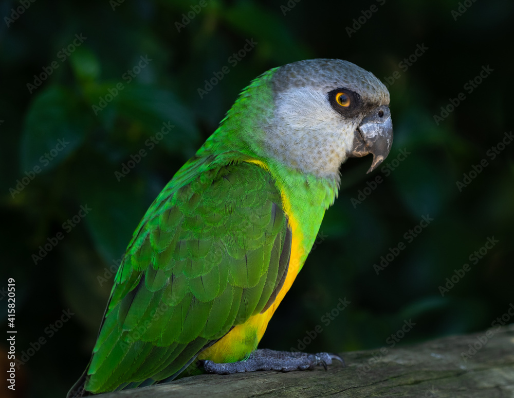 Portrait of one green, yellow and grey parrot
Portrait of one green, yellow and grey parrot