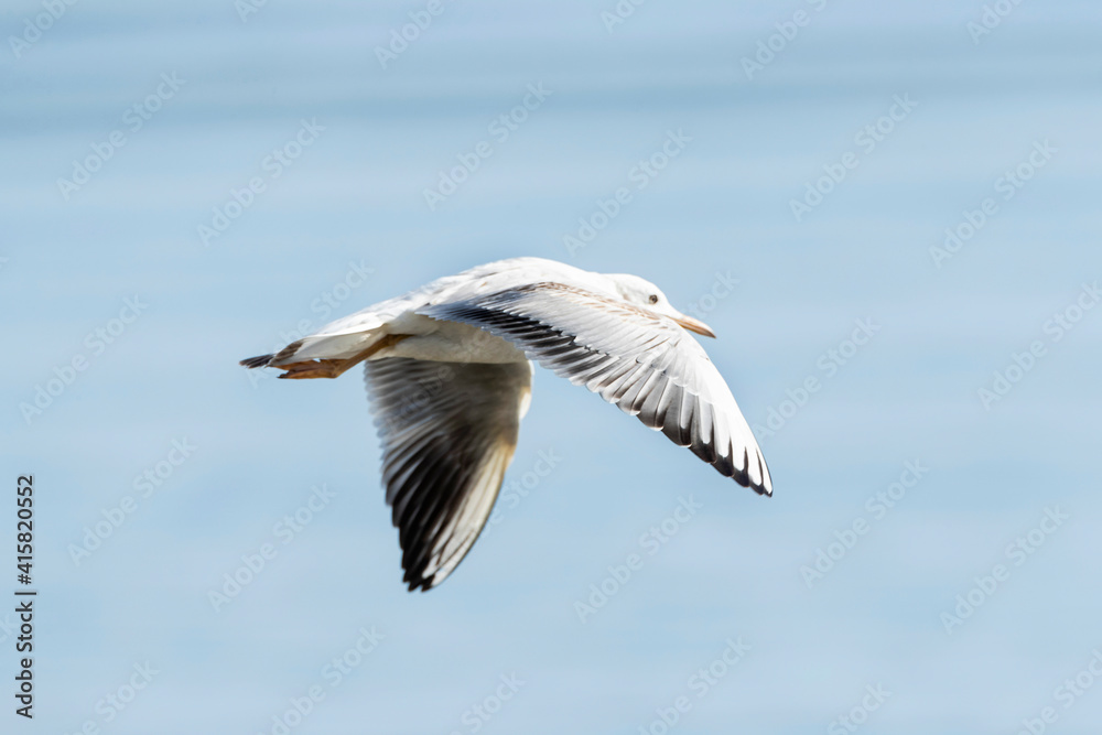 Obraz premium Dunbekmeeuw, Slender-billed Gull, Chroicocephalus genei