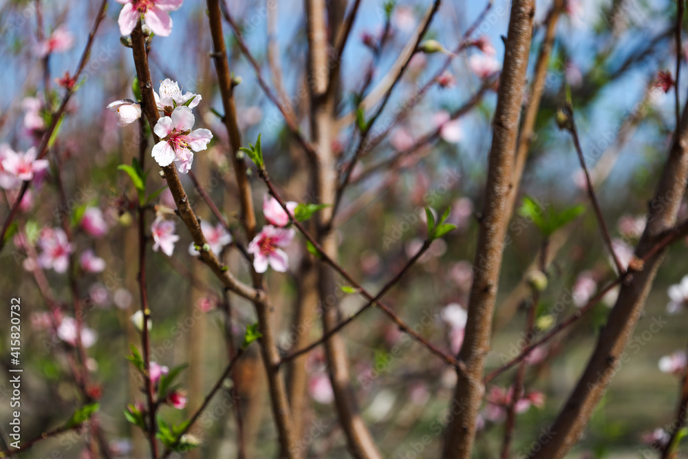 almond tree in a farm in central Florida in February stock photo royalty free almond tree in a farm in central Florida in February stock photo royalty free