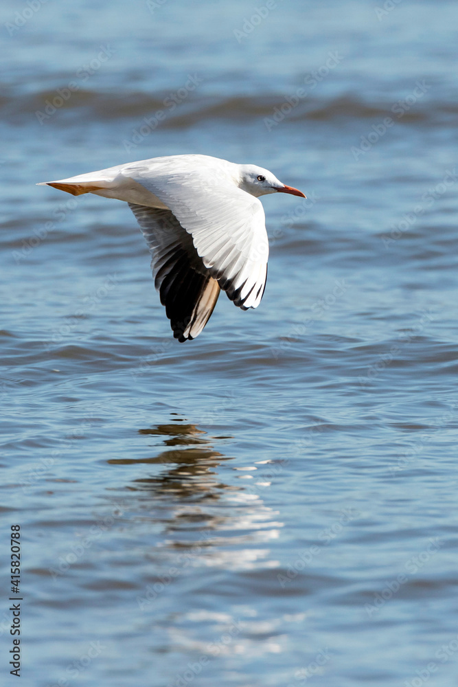 Dunbekmeeuw, Slender-billed Gull, Chroicocephalus genei Dunbekmeeuw, Slender-billed Gull, Chroicocephalus genei
