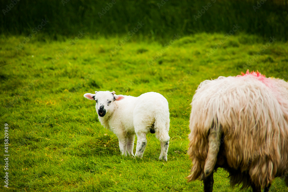 Spring landscape and sheeps in the lands of Ireland Spring landscape and sheeps in the lands of Ireland