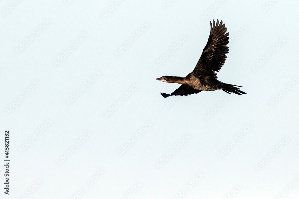 Pygmy Cormorant, Dwergaalscholver, Microcarbo pygmaeus Pygmy Cormorant, Dwergaalscholver, Microcarbo pygmaeus