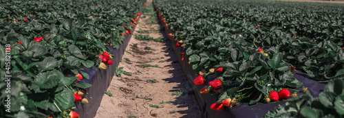 picking strawberries in a farm in central florida in February  photo