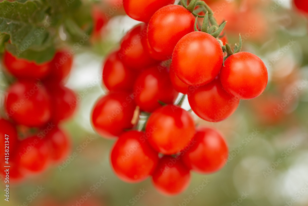 Growing Tomato, vine ripe tomatoes, red grown in farmland, organic For health. The back is blurred, Macro image, Focus on the first ball.