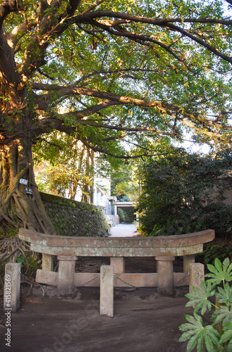 桜島の黒神神社埋没鳥居とアコウの木