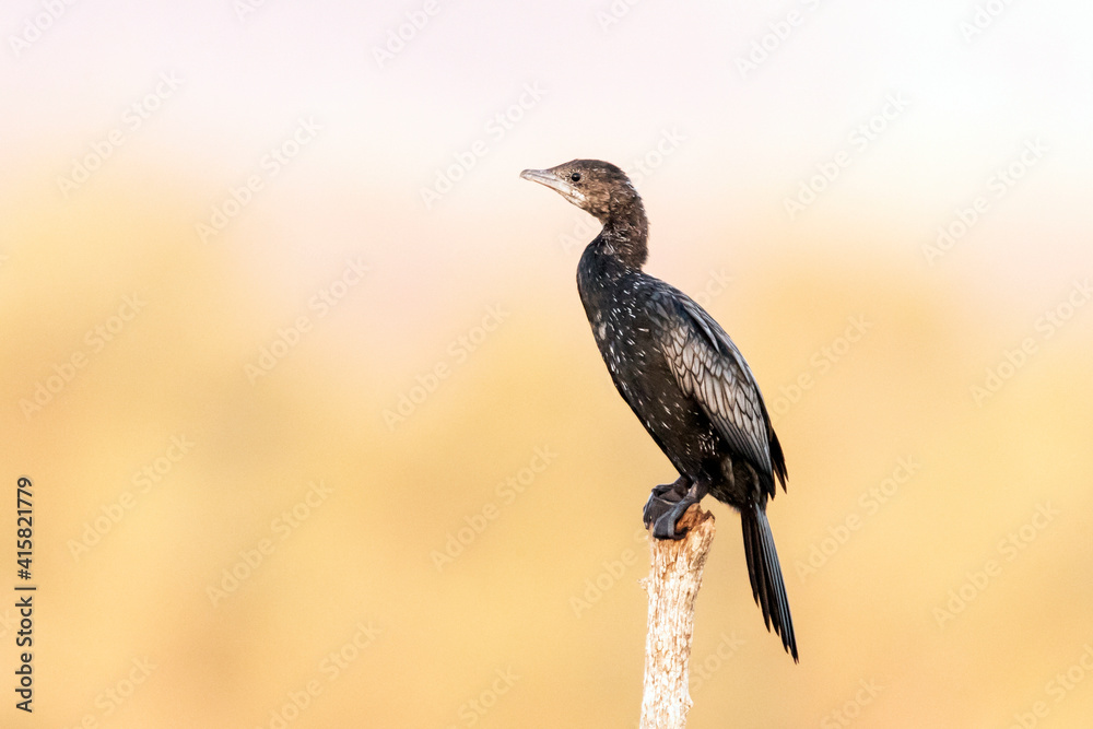 Obraz premium Dwergaalscholver, Pygmy Cormorant, Phalacrocorax pygmeus