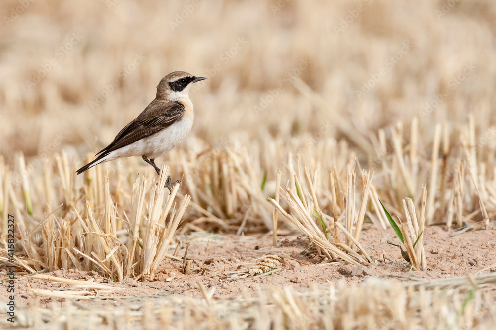 Oostelijke Blonde Tapuit, Eastern Black-eared Wheatear, Oenanthe melanoleuca Oostelijke Blonde Tapuit, Eastern Black-eared Wheatear, Oenanthe melanoleuca
