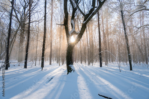 Castanea Sativa, European Chestnut in the Bielański Forest in Warsaw, A chestnut tree stands out from the rest, the snow falls while the sun shines through the branches.
