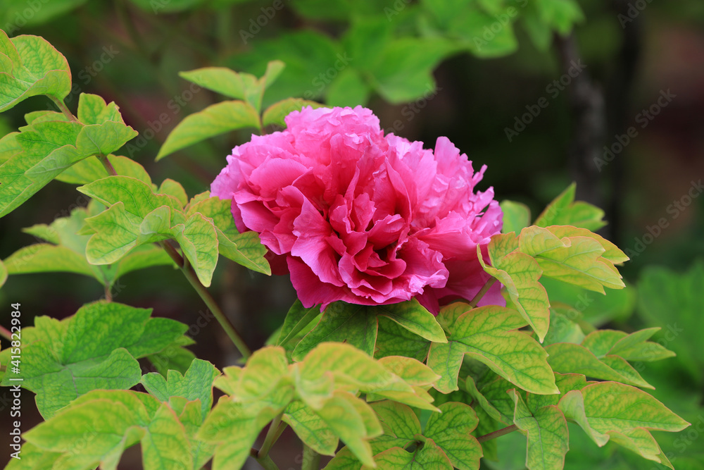 Beautiful Peony in the botanical garden, North China Beautiful Peony in the botanical garden, North China