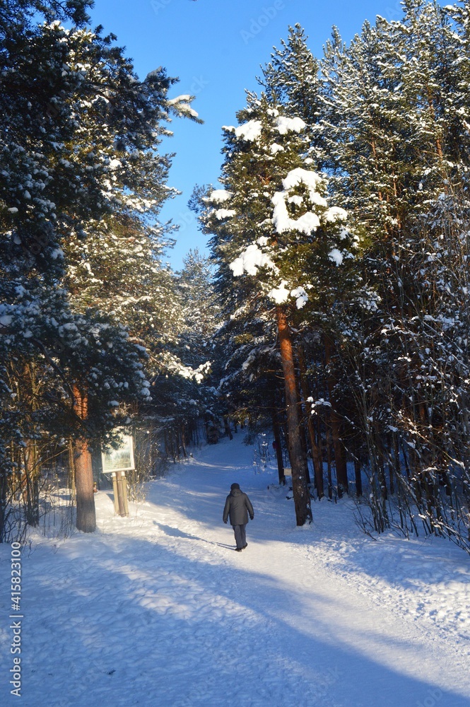 walking in the forest walking in the forest