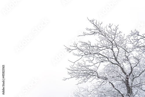 Frozen bare trees covered with frost, winter scene