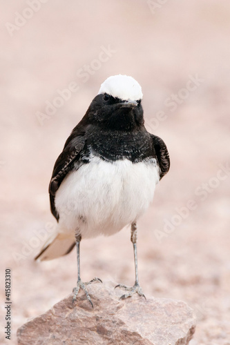 Monnikstapuit, Hooded Wheatear, Oenanthe monacha photo