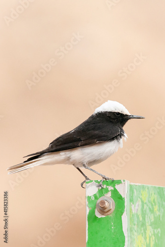 Monnikstapuit, Hooded Wheatear, Oenanthe monacha photo