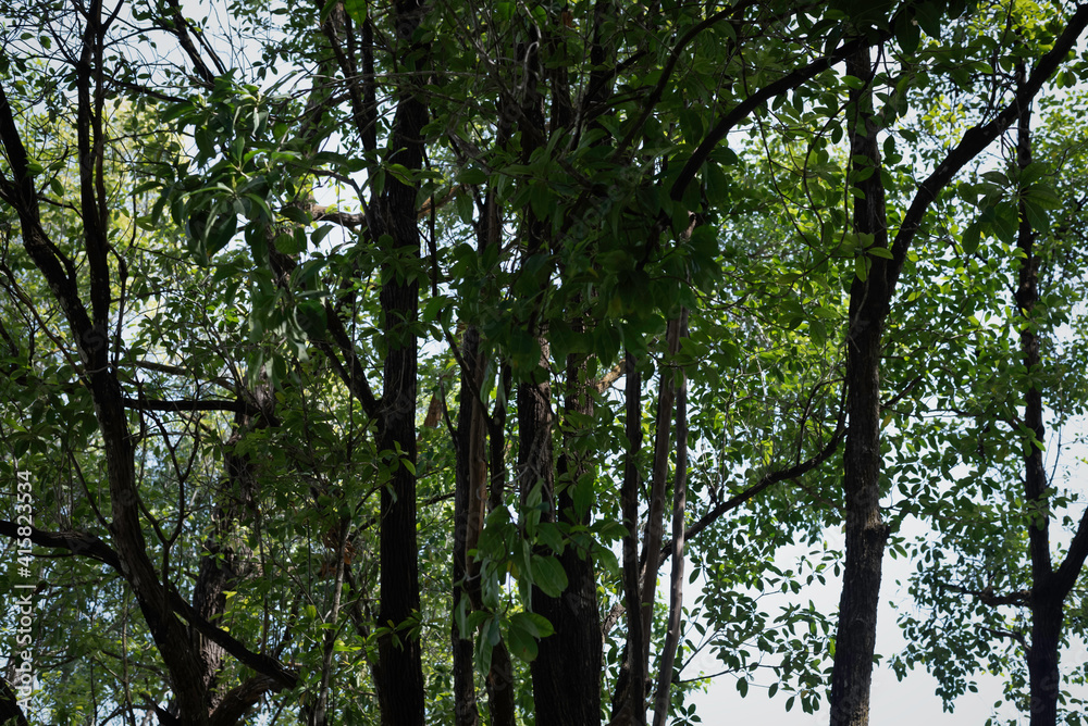 Fototapeta premium Long old tree branch and green leaf background