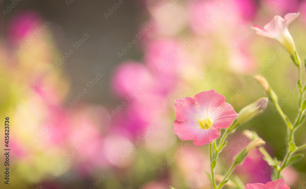 Petunia flower with morning , Pink petals, bright, bloom, warm,And bloom in the morning, space for text, focus on petals , on green background and blurred flowers, close up. Petunia flower with morning , Pink petals, bright, bloom, warm,And bloom in the morning, space for text, focus on petals , on green background and blurred flowers, close up.