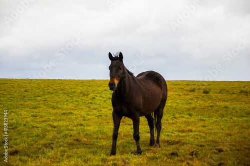 Spring landscape and horses in the lands of Ireland © Alberto Gonzalez 