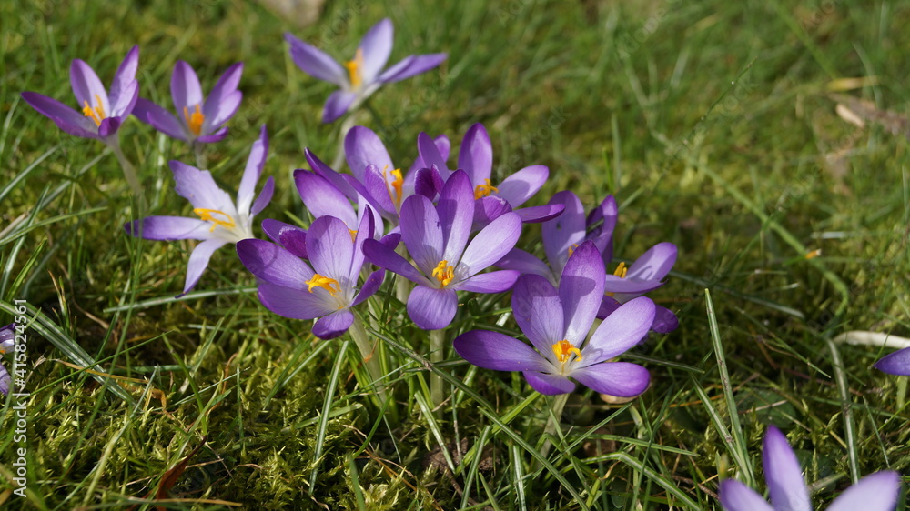 purple crocus flowers in spring purple crocus flowers in spring