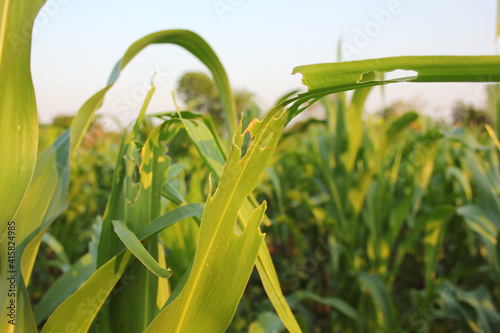 Corn leaf damage by insect and pest, Corn leaf damaged by fall armyworm photo