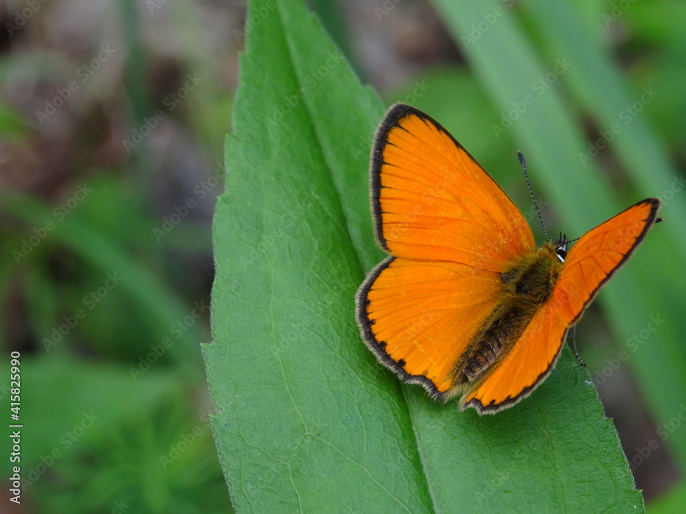 The scarce copper (Lycaena virgaureae) on green leaf in forest. The scarce copper (Lycaena virgaureae) on green leaf in forest.