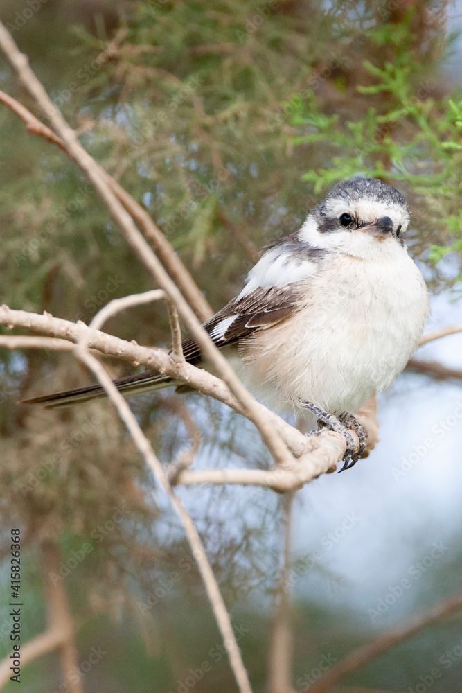 Obraz premium Maskerklauwier, Masked Shrike, Lanius nubicus