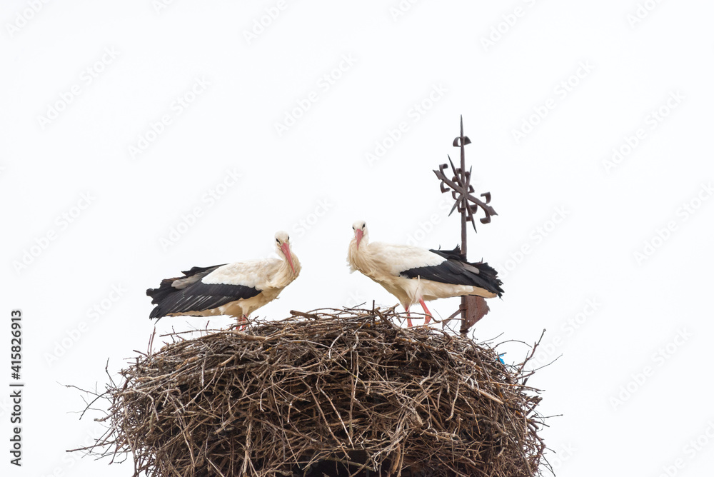 Fototapeta premium Una pareja de cigüeñas blancas de pie en su nido de ramas sobre el campanario de una iglesia rural. Tomada en Castañares, Burgos, en febrero de 2021