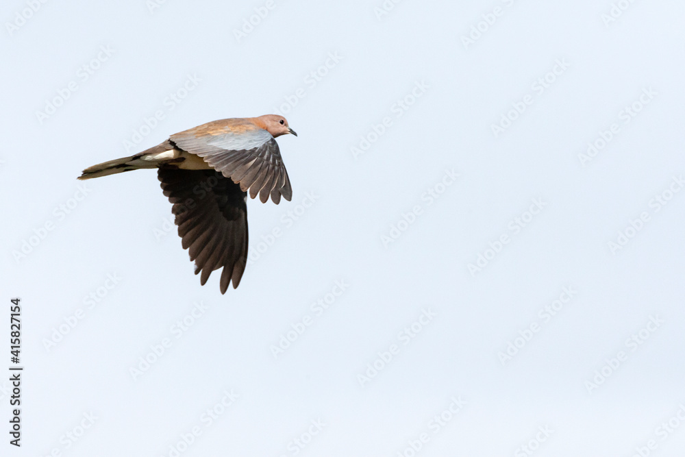 Palmtortel, Laughing Dove, Streptopelia senegalensis Palmtortel, Laughing Dove, Streptopelia senegalensis