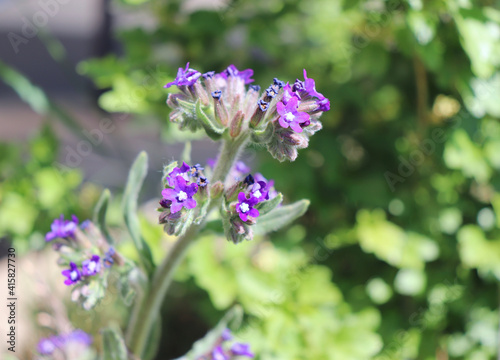 Anchusa officinalis, commonly known as the common bugloss or alkanet. It is a medicinal plant from the borage family. Beautiful spring wildflowers.