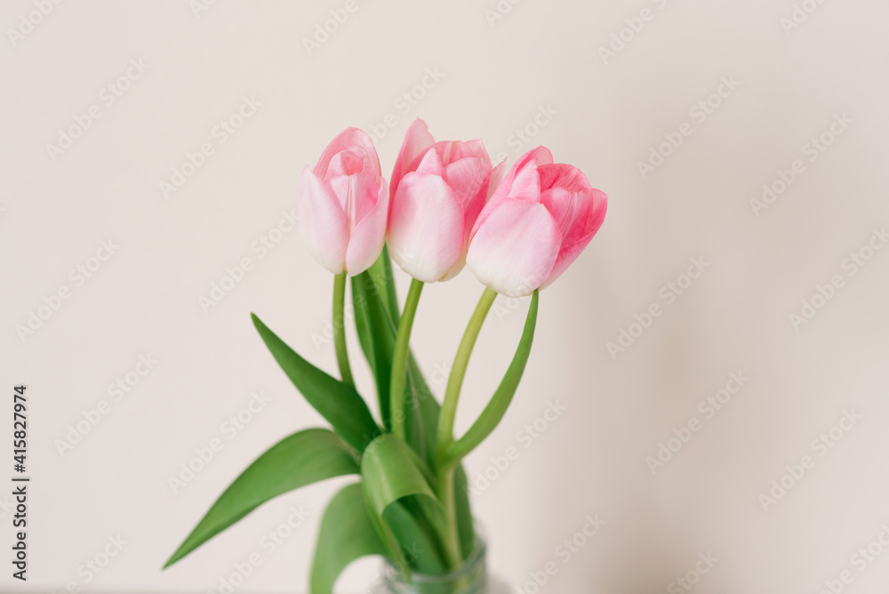 Obraz premium A bouquet of three pink tulips. The concept of the spring holiday with copy space